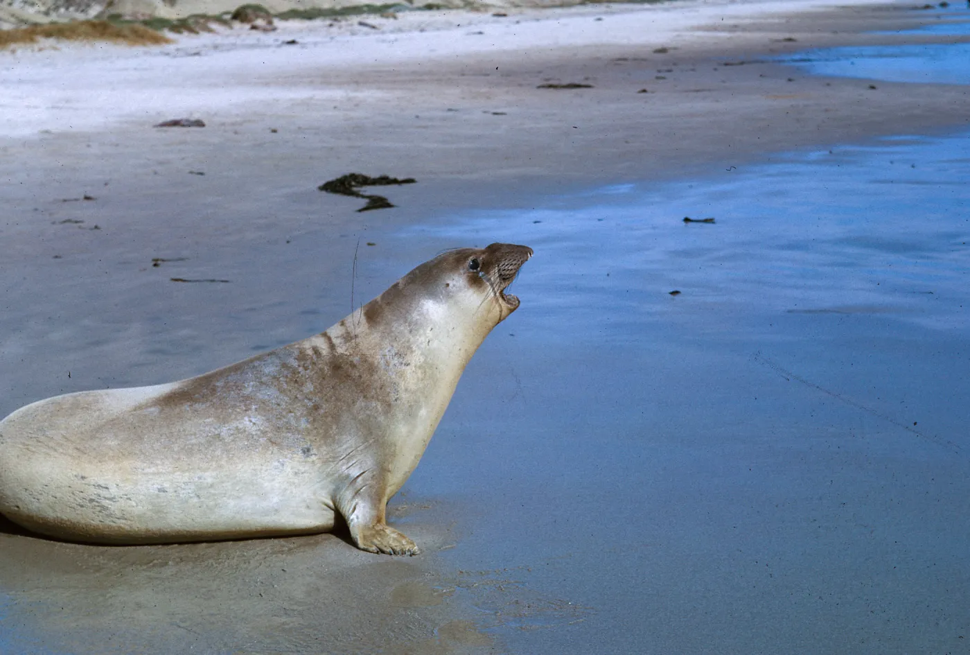 young Elephant Seal - vocalizing, 66-137 & SN-393
