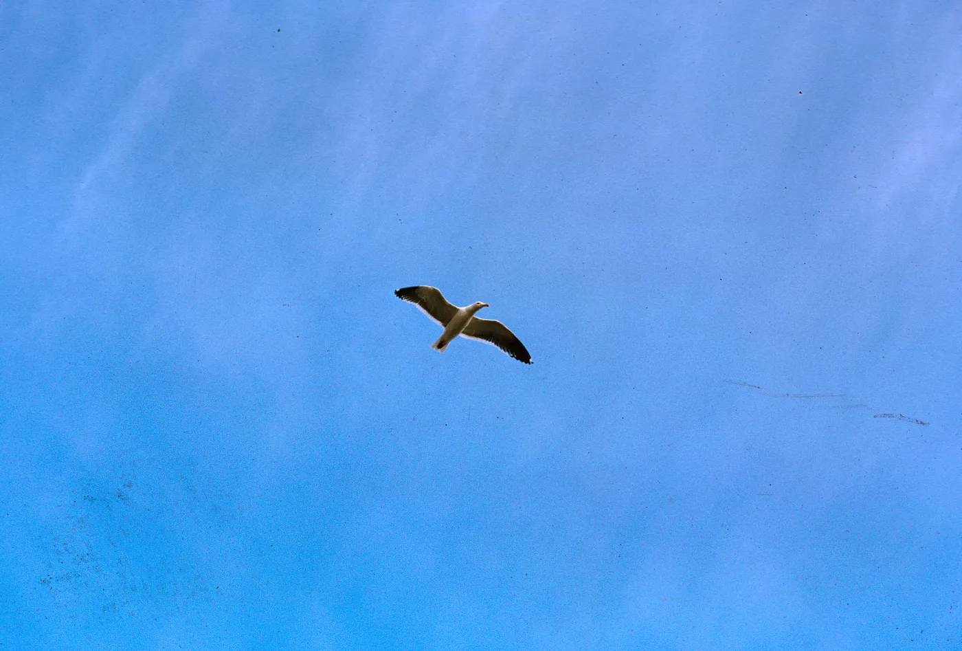 gull in flight, 66-145 & SN-401