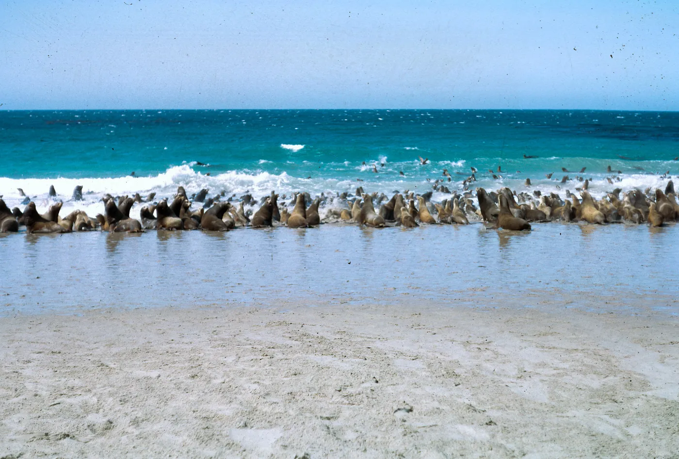 California Sea Lion herd, SNI, 66-146 & SN-402