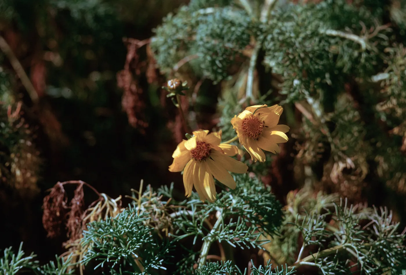 Coreopsis gigantea Hall. flower, 66-167 & SN-423
