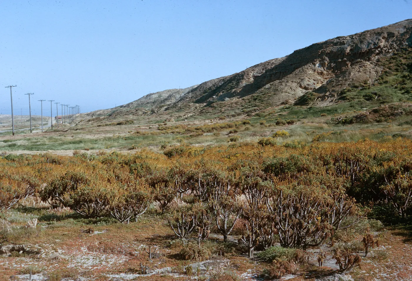 Coreopsis gigantea stand near Coast Guard pier, 66-169 & SN-425