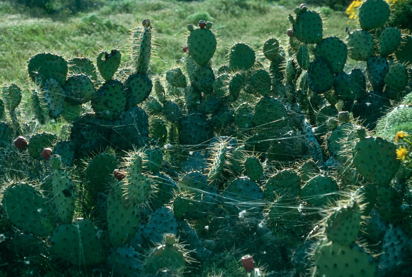 Opuntia (Prickly-pear) patch, Spider webs, Northeast escarpment, San Nicolas Island