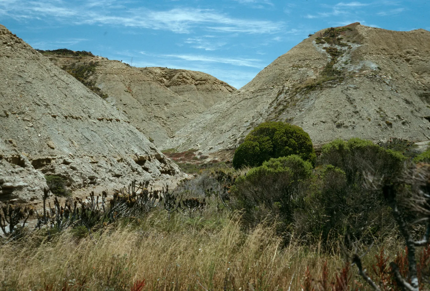 Celery Canyon, San Nicolas Island