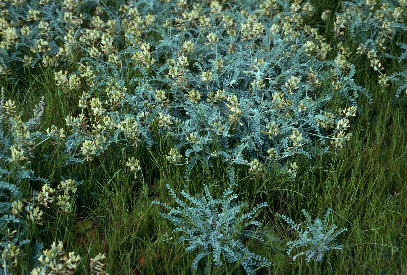 Astragalus traskiae, West of Tender Beach, San Nicolas Island