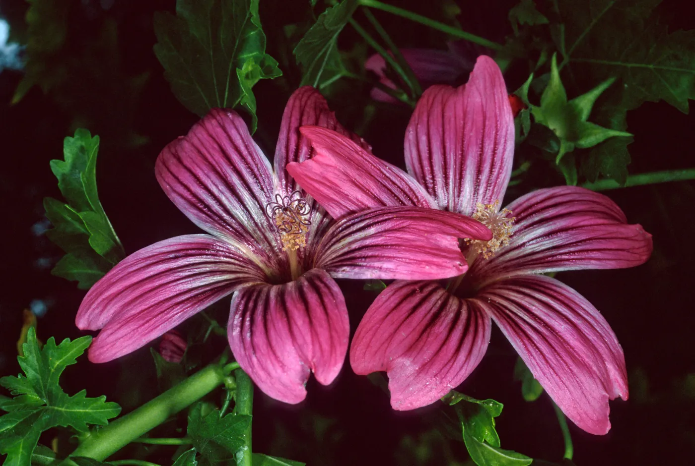 Lavatera ‘Purisima’, Santa Barbara Botanic Garden, entrance