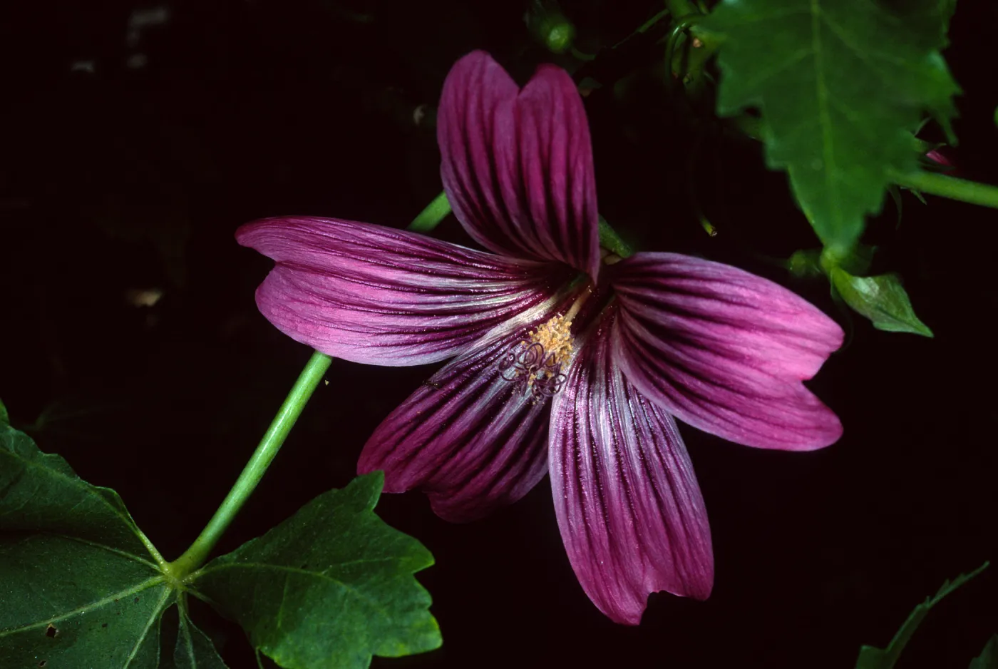 Lavatera ‘Purisisma’, Santa Barbara Botanic Garden