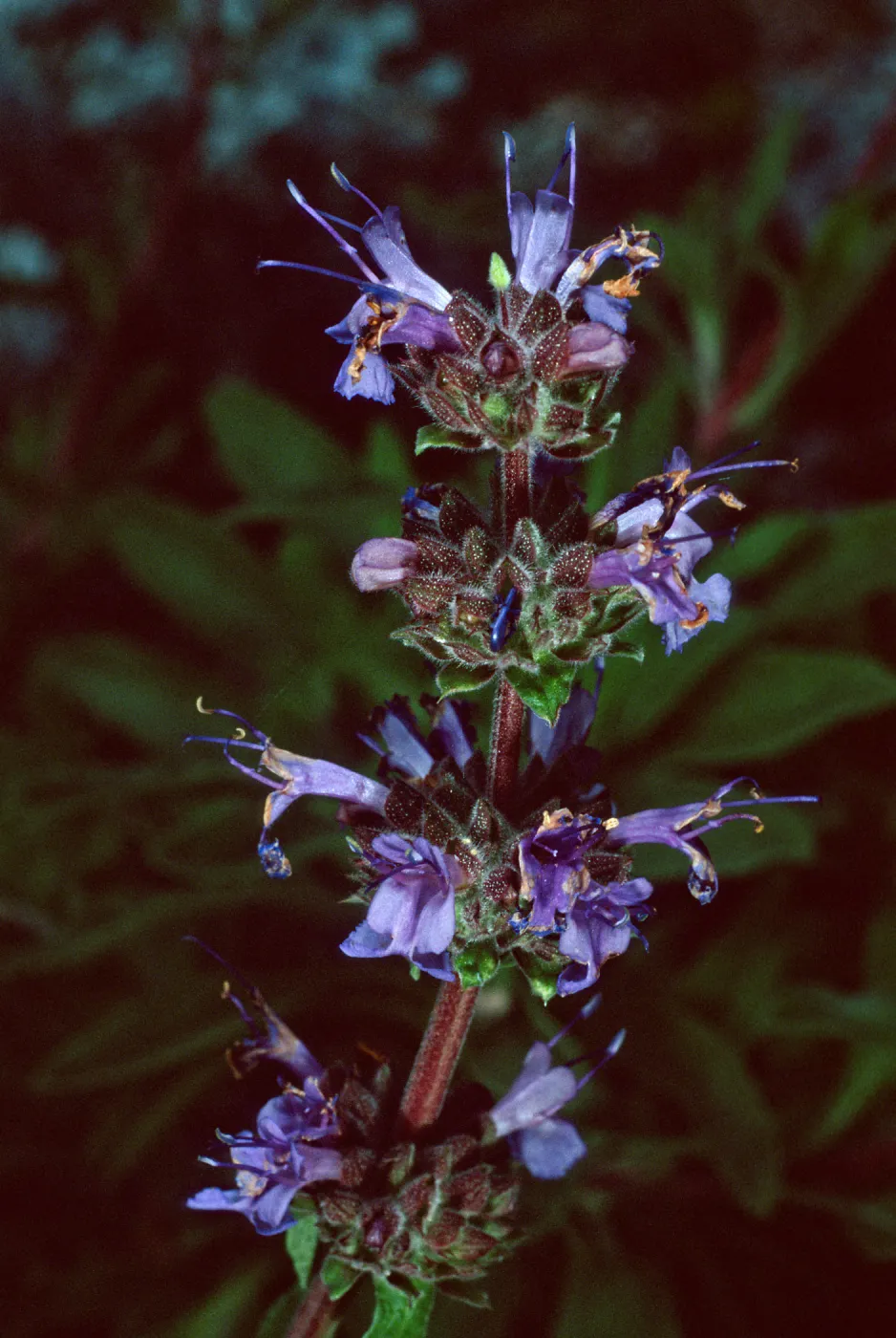 Salvia (Sage) ï¿½Daras Choiceï¿½, 88-24, Arroyo Section, Santa Barbara Botanic Garden