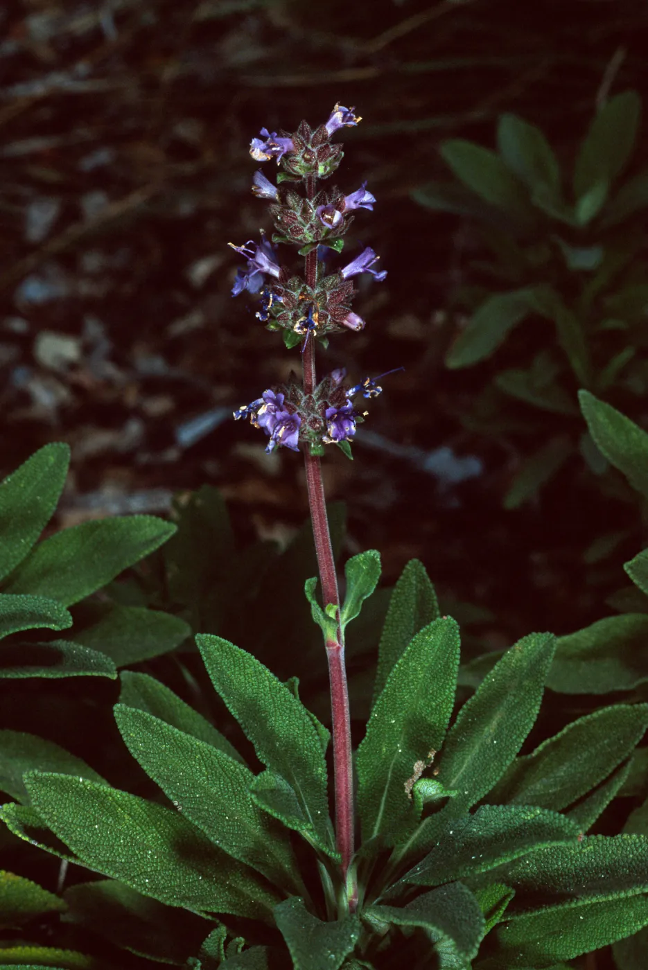 Salvia (Sage) ï¿½Terra Secaï¿½, Arroyo Section, Santa Barbara Botanic Garden