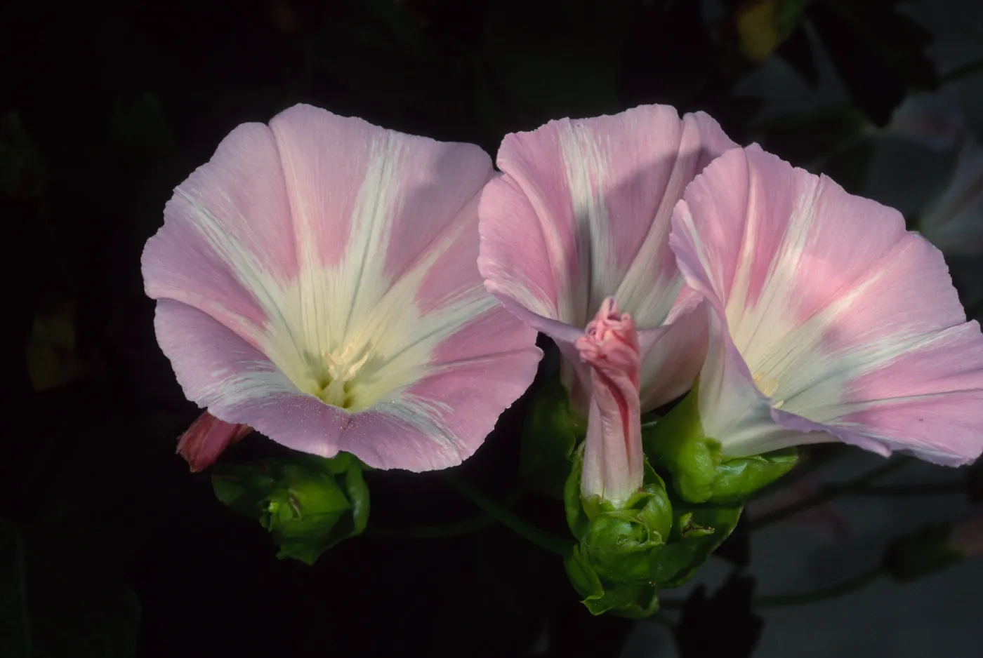 Calystegia macrostegia ‘Anacapa Pink’, Santa Barbara Botanic Garden