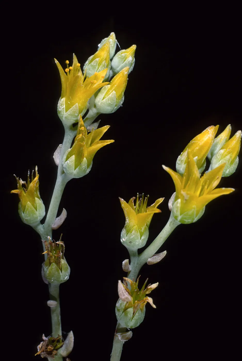 Dudleya traskiae, Santa Barbara Botanic Garden