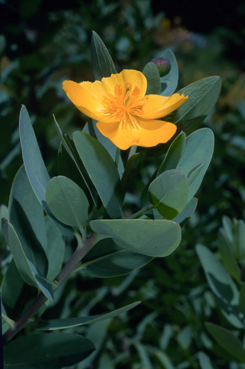 Dendromecon harfordii, Santa Barbara Botanic Garden