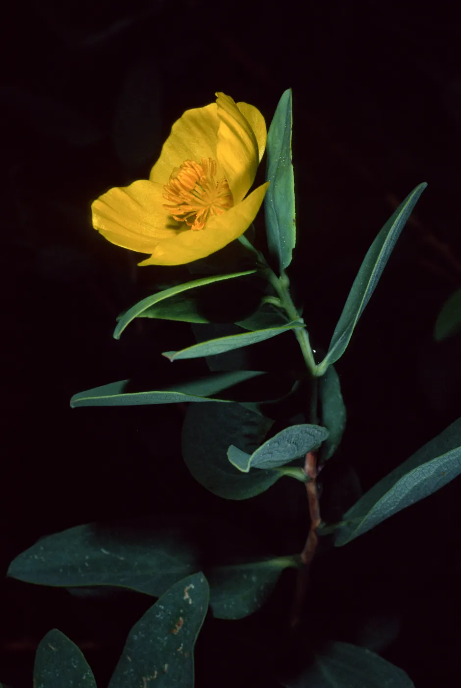 Dendromecon harfordii, Santa Barbara Botanic Garden