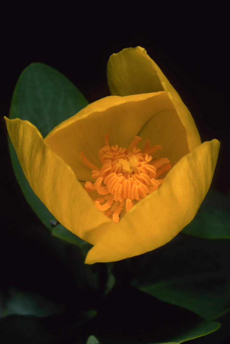 Dendromecon harfordii, Santa Barbara Botanic Garden