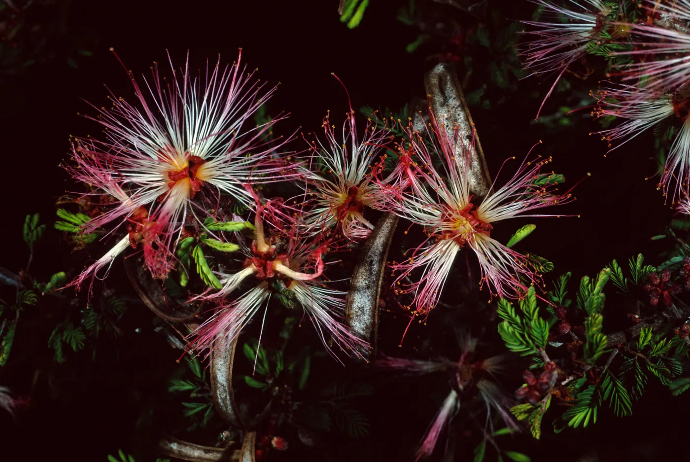 Calliandra, Desert Section, Santa Barbara Botanic Garden