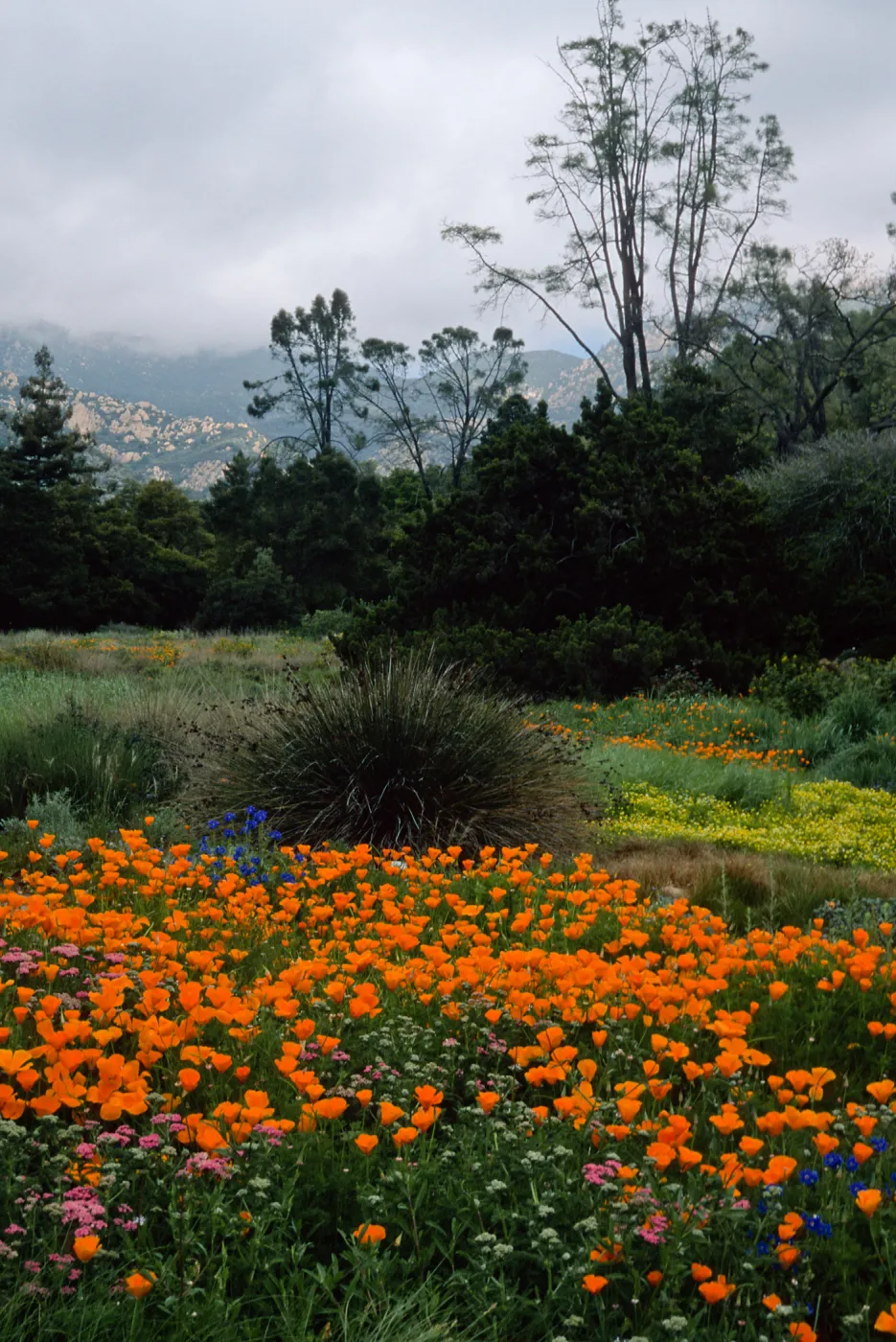 meadow, Santa Barbara Botanic Garden