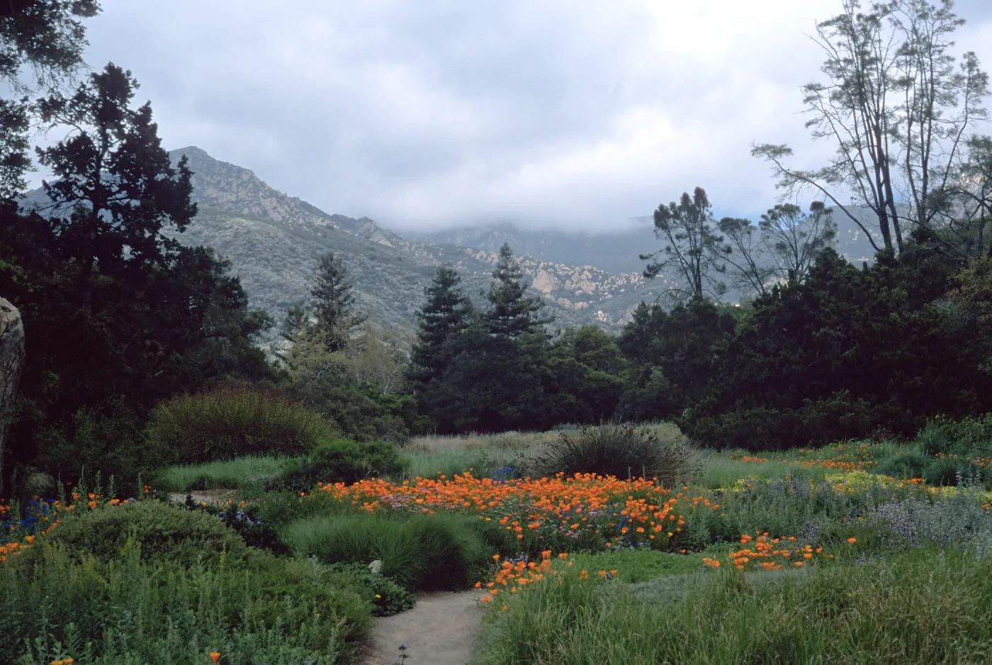 meadow, Santa Barbara Botanic Garden