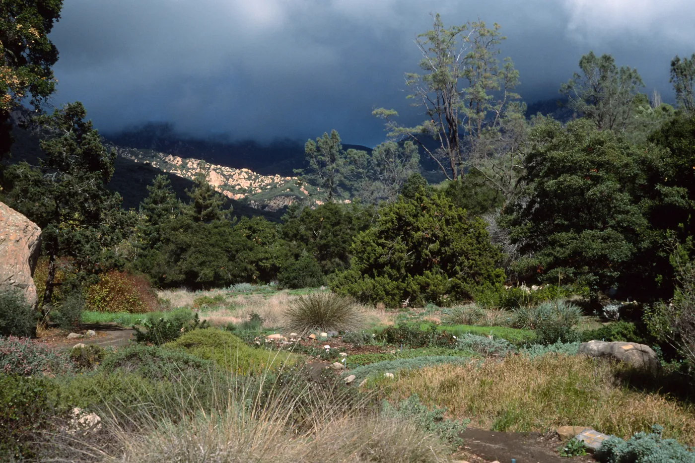 meadow, Santa Barbara Botanic Garden