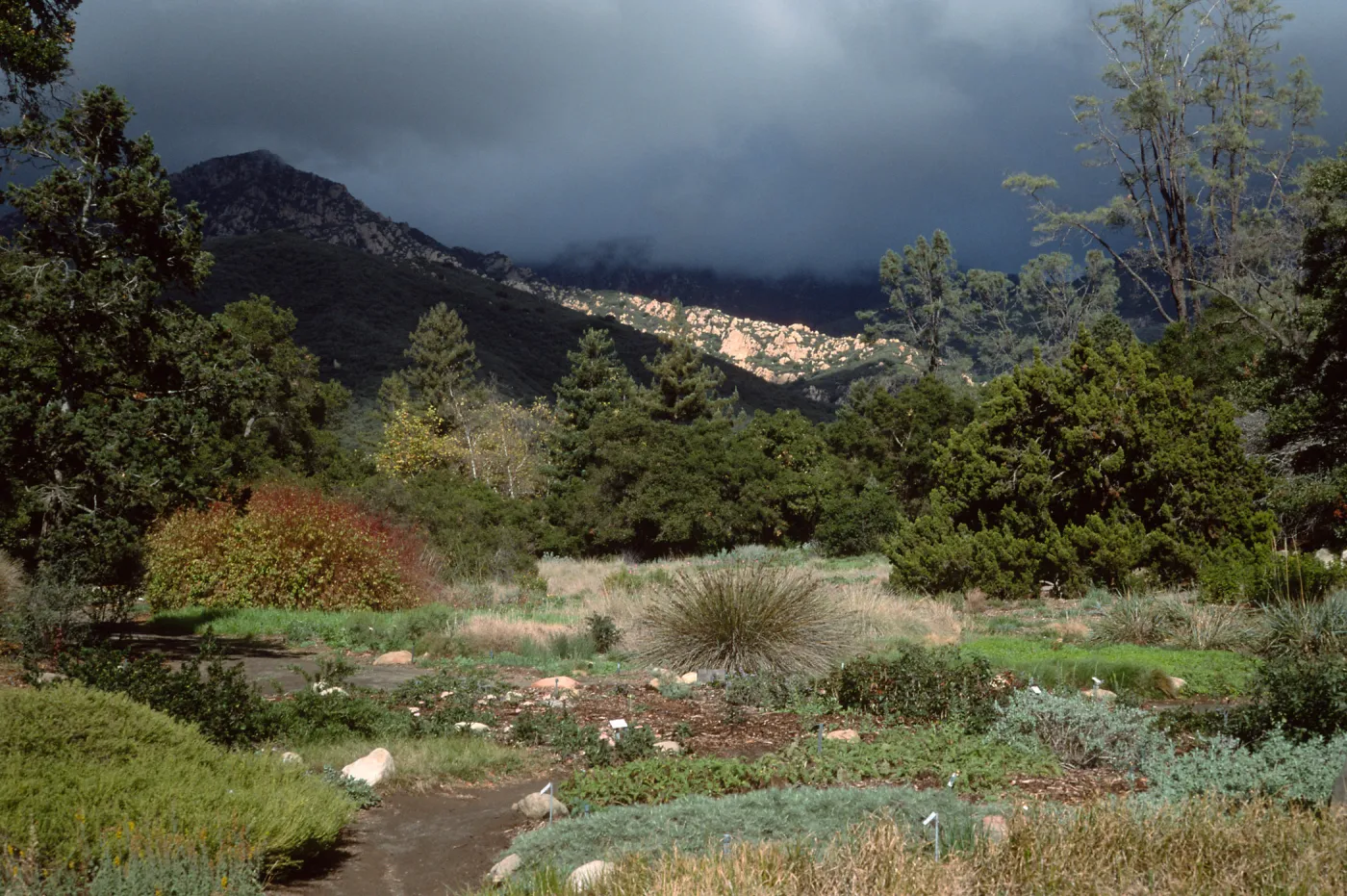meadow, Santa Barbara Botanic Garden