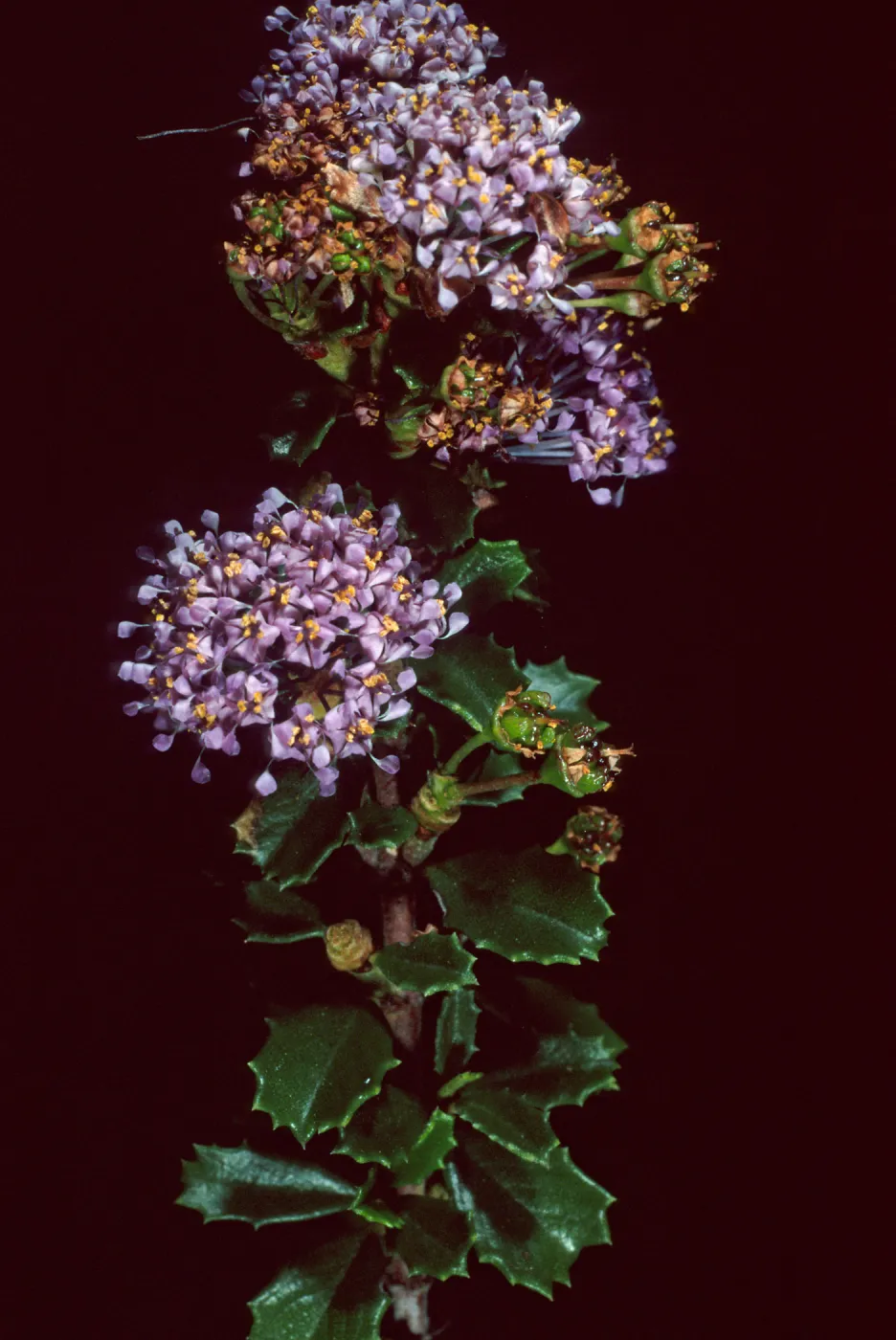 Ceanothus (California Lilac), Santa Barbara Botanic Garden