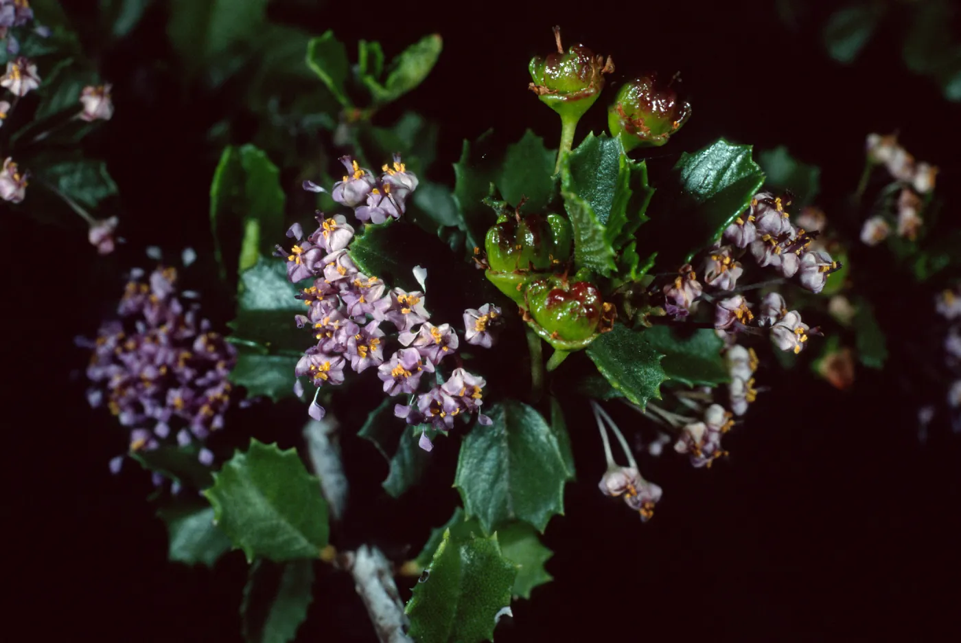 Ceanothu (California Lilac) , Santa Barbara Botanic Garden