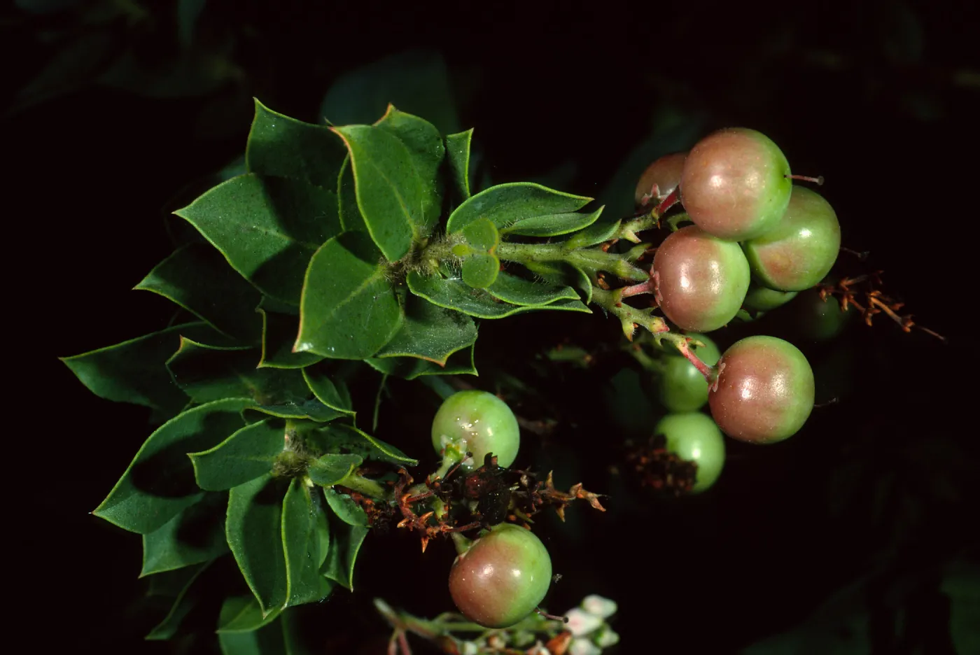 Arctostaphylos (Manzanita), Santa Barbara Botanic Garden