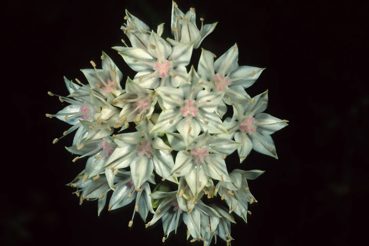 Allium haematochiton, Santa Barbara Botanic Garden