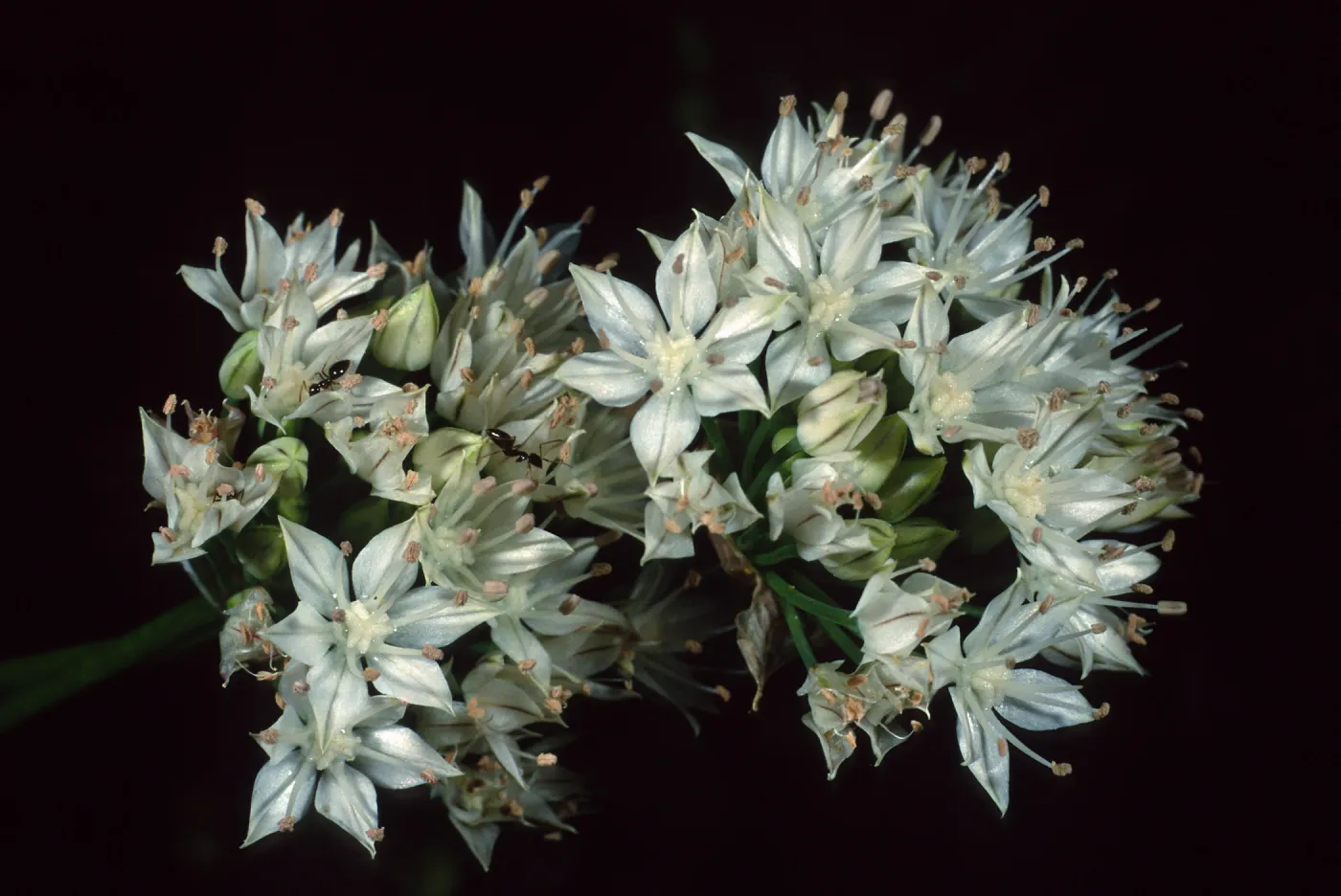 Allium haematochiton, Santa Barbara Botanic Garden