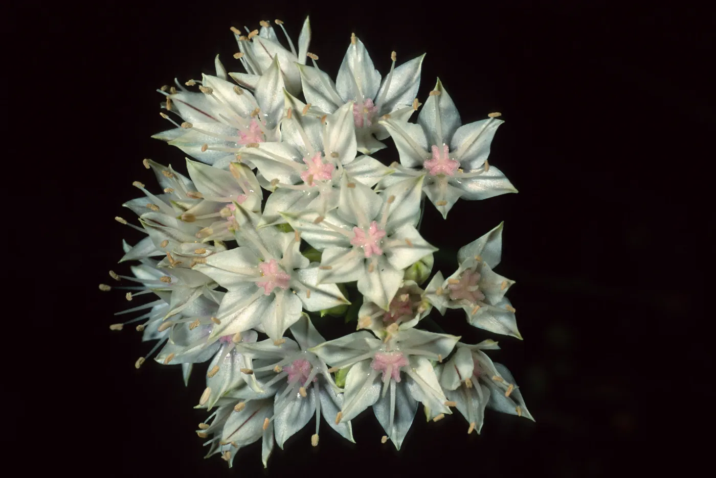 Allium haematochiton, Santa Barbara Botanic Garden