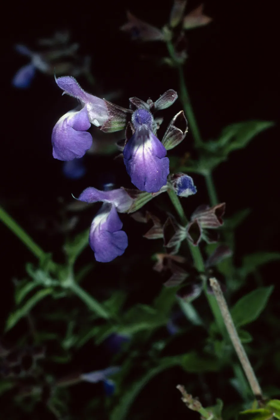 Salvia (Sage) cedrosensis, Santa Barbara Botanic Garden