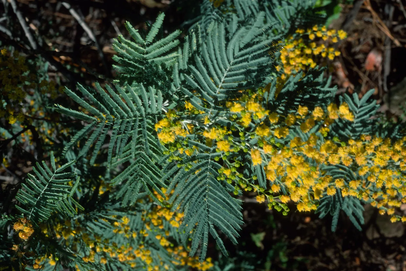 Acacia, Mission Canyon Road, Santa Barbara