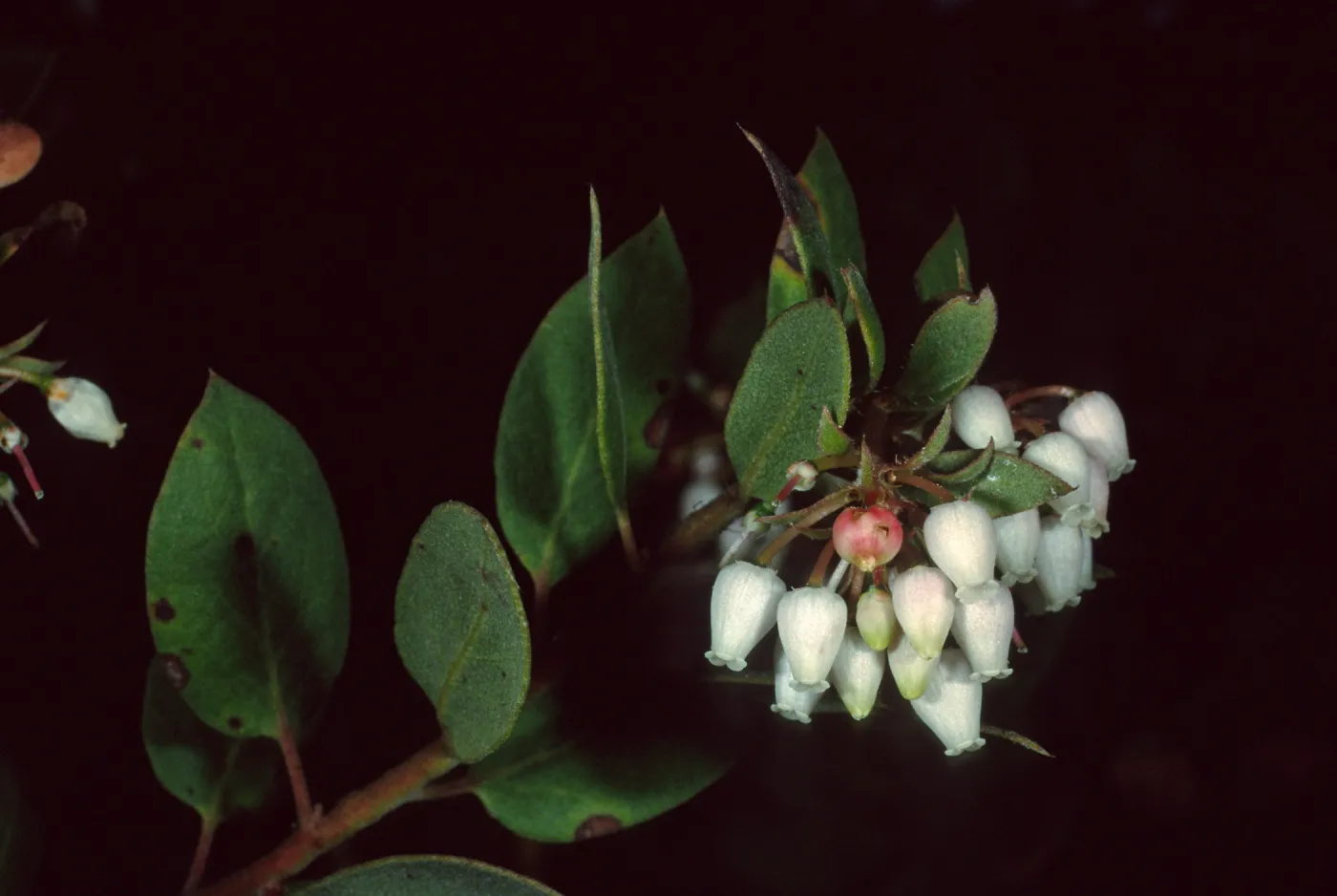 Arctostaphylos morroensis, Los Osos, San Luis Obispo County
