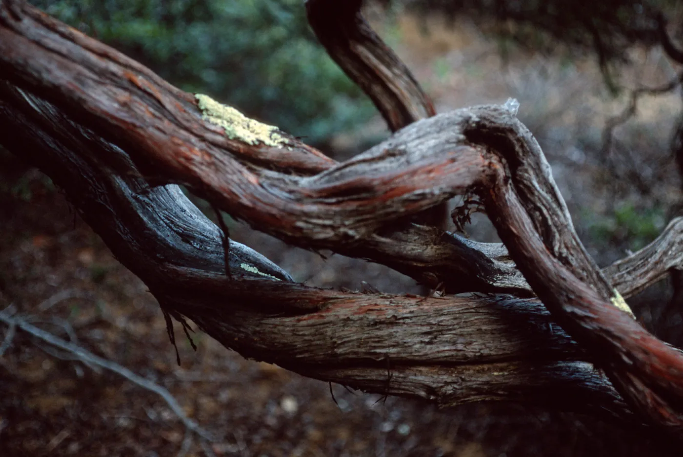Arctostaphylos morroensis, branches, Los Osos, San Luis Obispo County