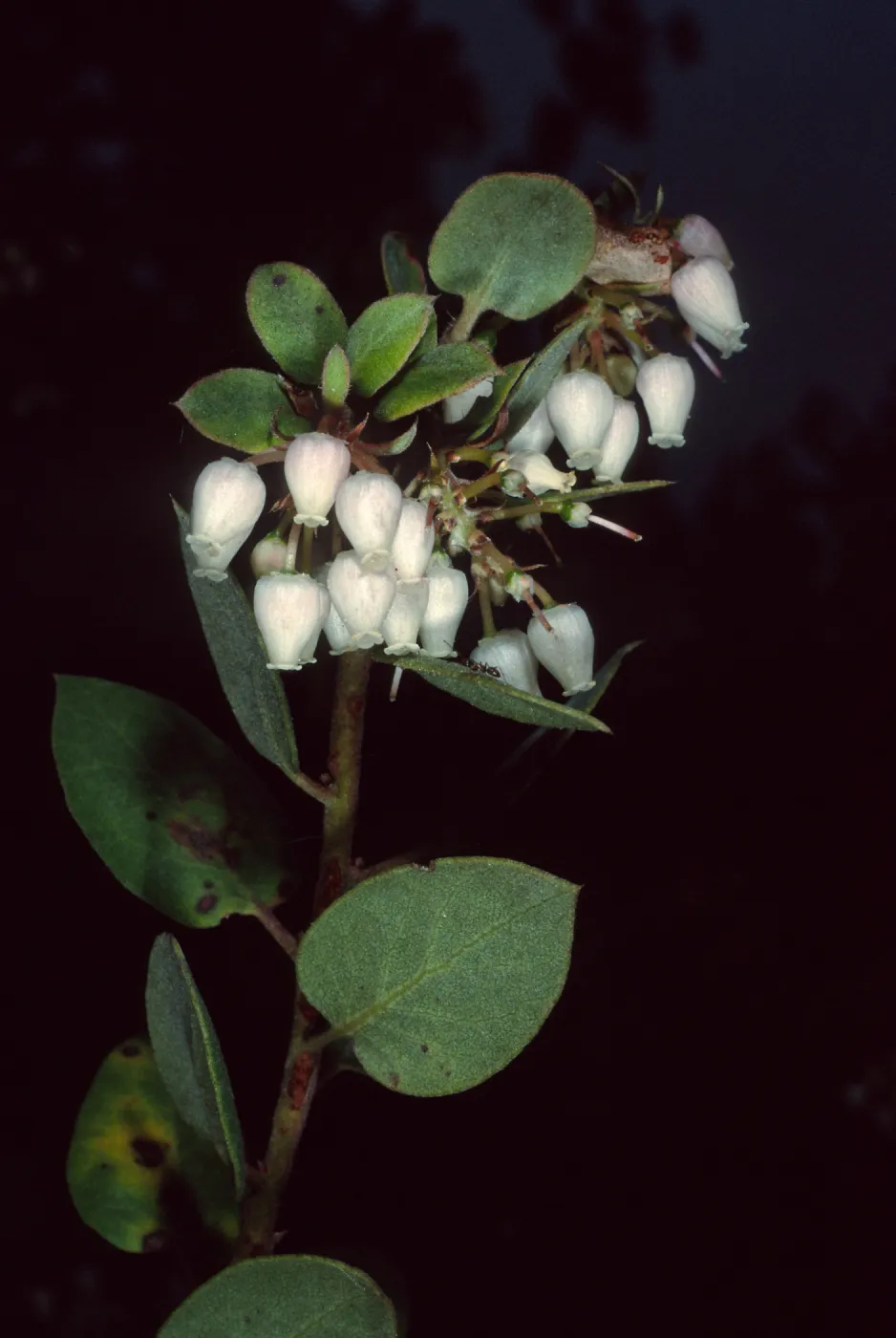 Arctostaphylos morroensis, Los Osos, San Luis Obispo County