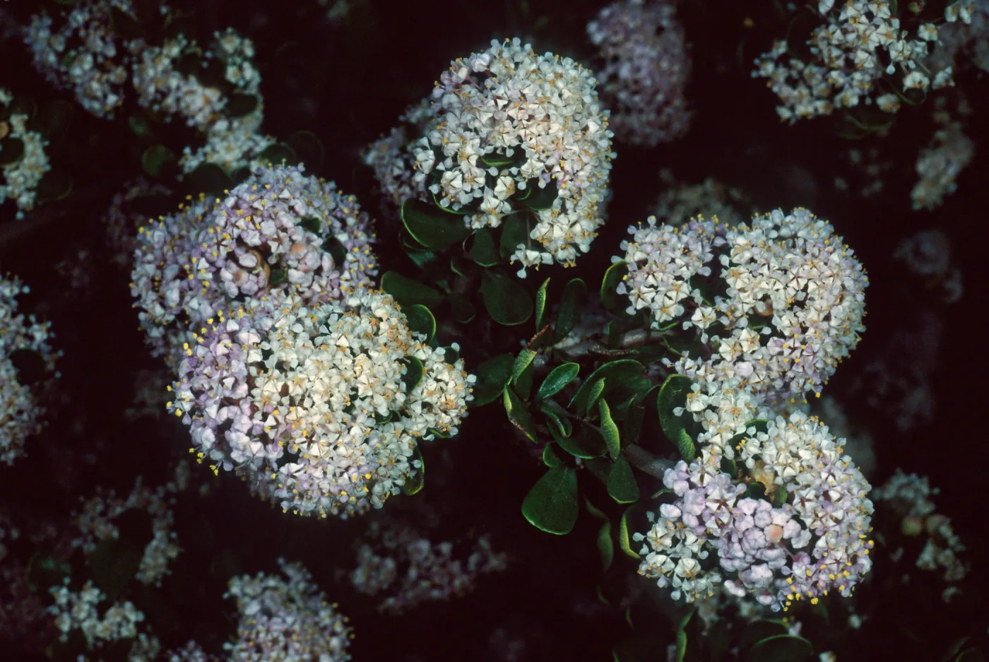 Ceanothus cuneatus fascicularis, Los Osos, San Luis Obispo County