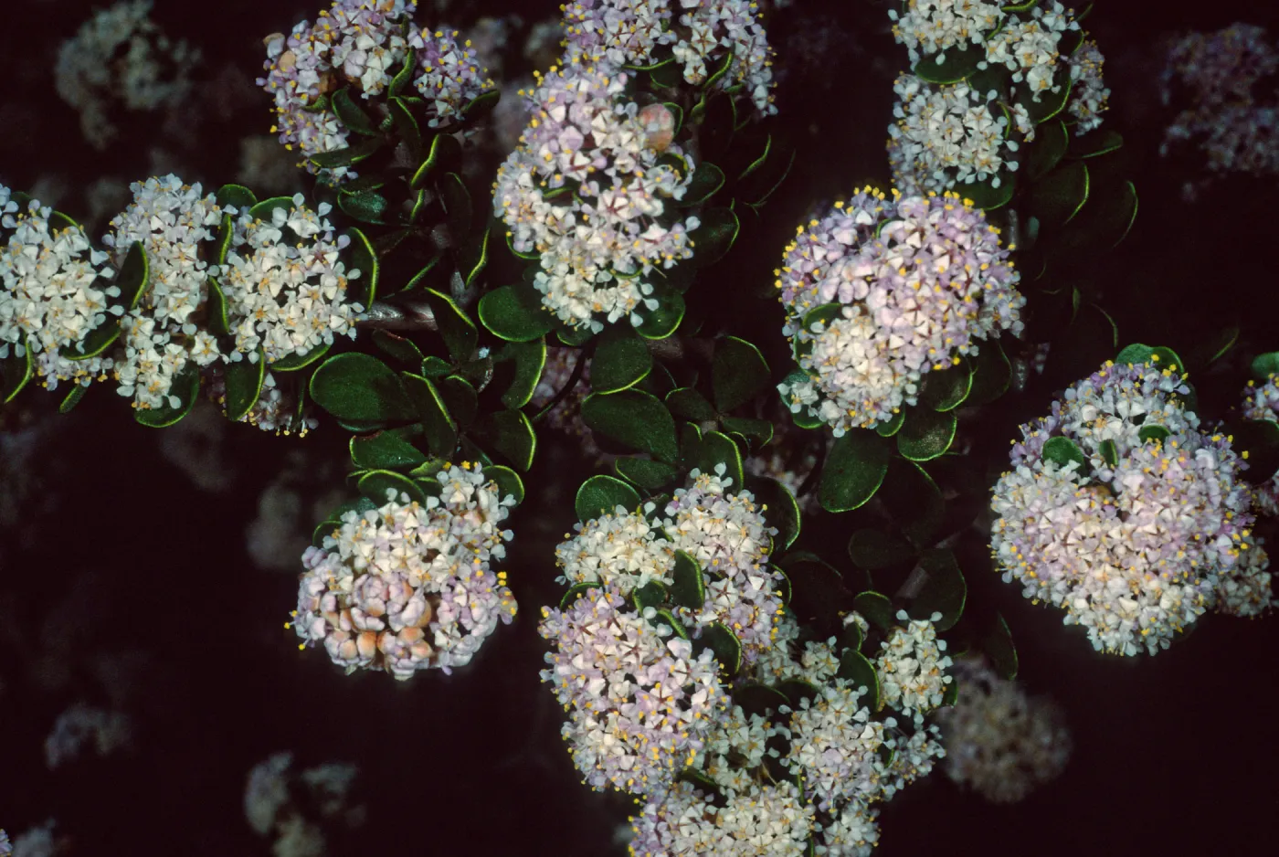 Ceanothus cuneatus fascicularis, Los Osos, San Luis Obispo County