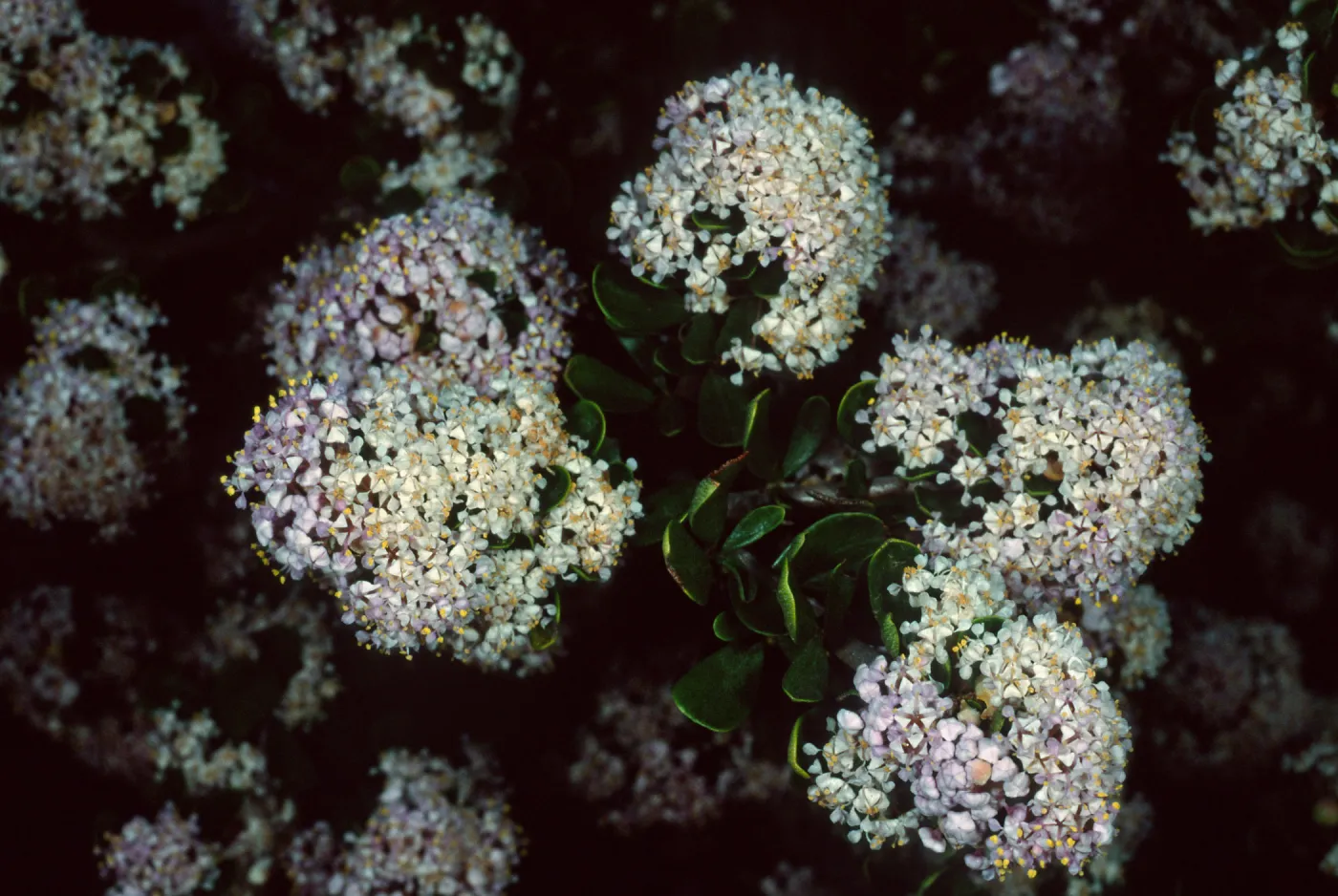 Ceanothus cuneatus fascicularis, Los Osos, San Luis Obispo County