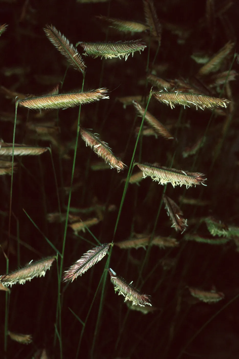 Bouteloua gracilis, Santa Barbara Botanic Garden