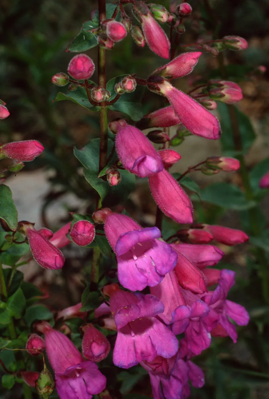 Penstemon, Desert Section, Santa Barbara Botanic Garden