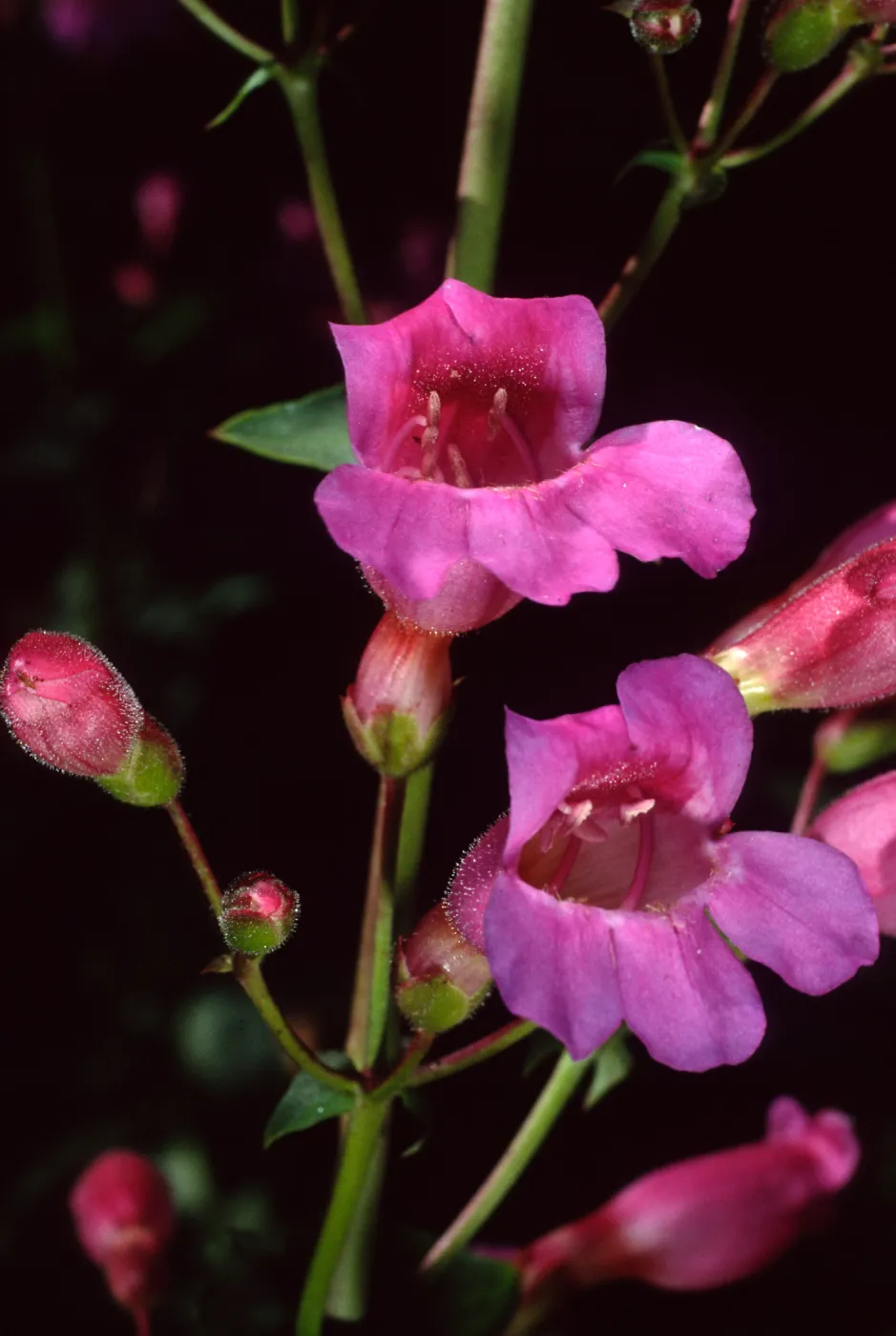 Penstemon, Desert Section, Santa Barbara Botanic Garden