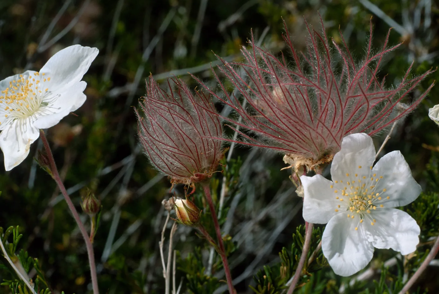 Fallugia paradoxa, Desert Section, Santa Barbara Botanic Garden