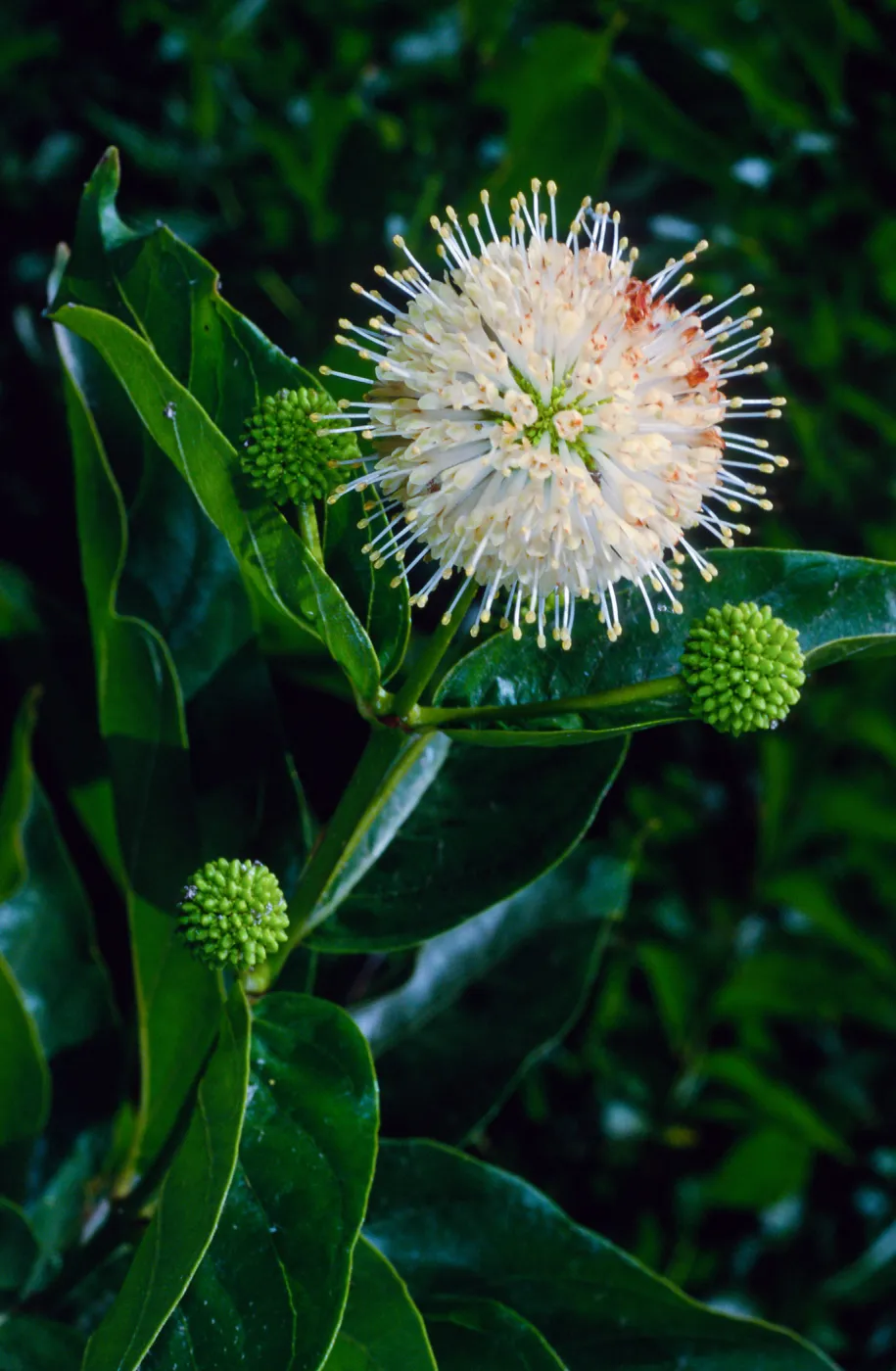 Cephalanthus occidentalis, Meadow, Santa Barbara Botanic Garden