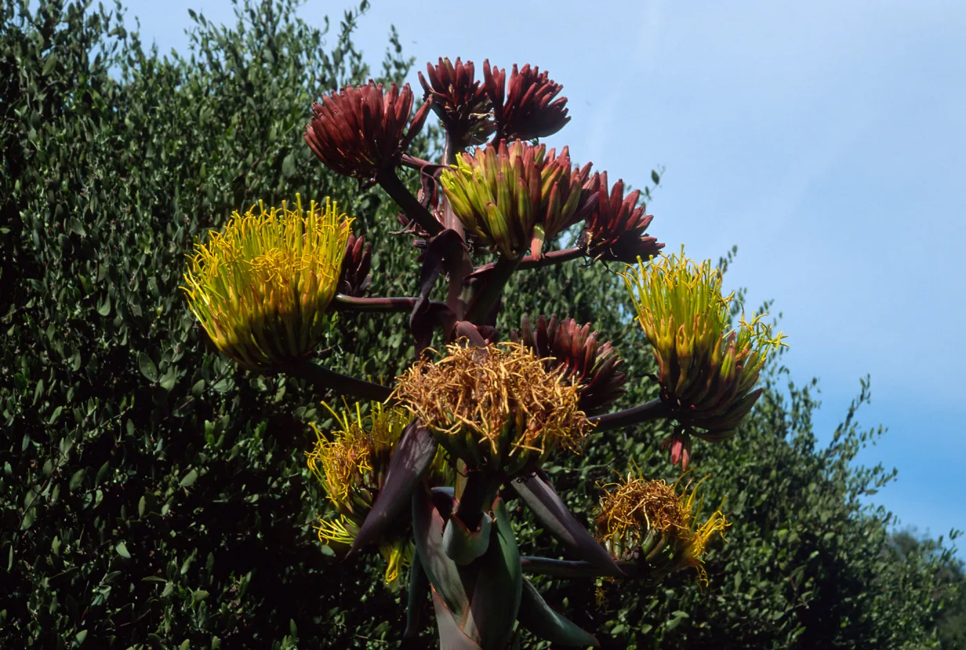 Agave shawii, Desert Section, Santa Barbara Botanic Garden