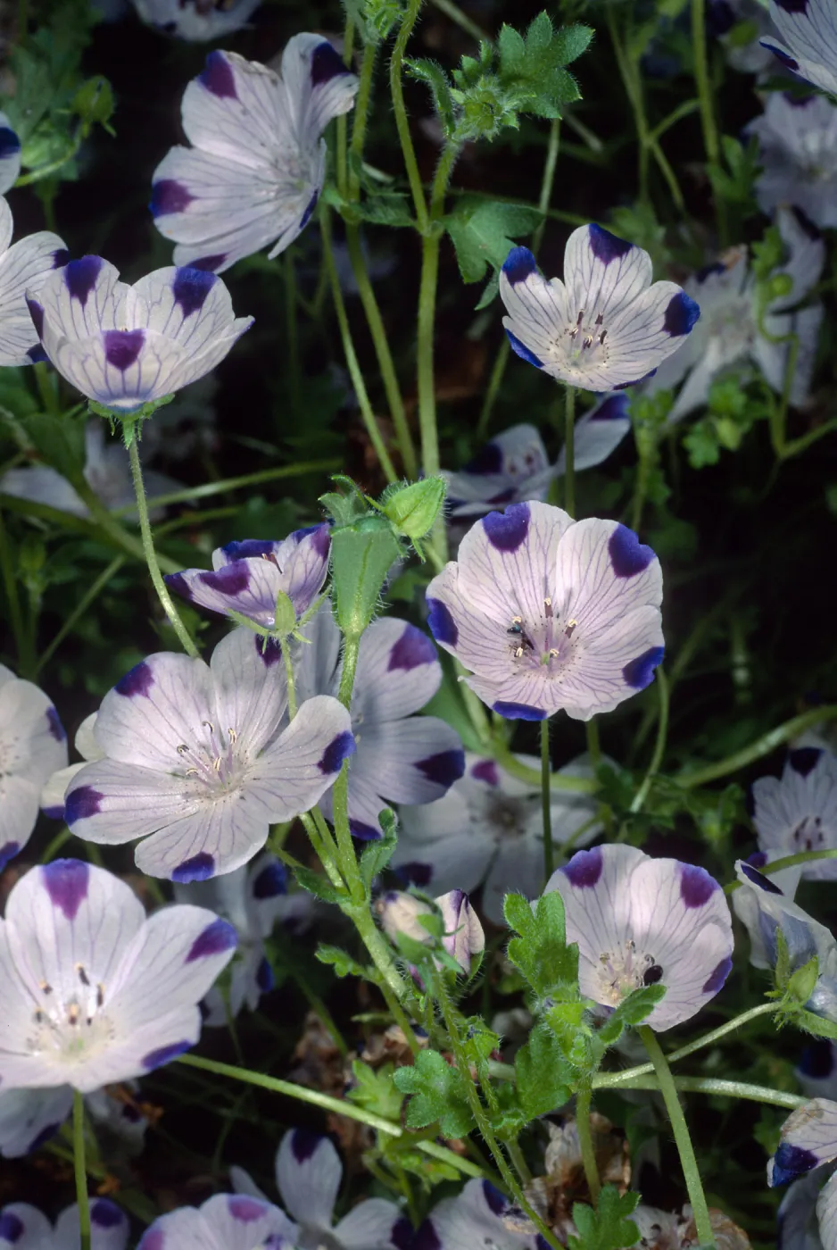 Nemophila maculata, Santa Barbara Botanic Garden
