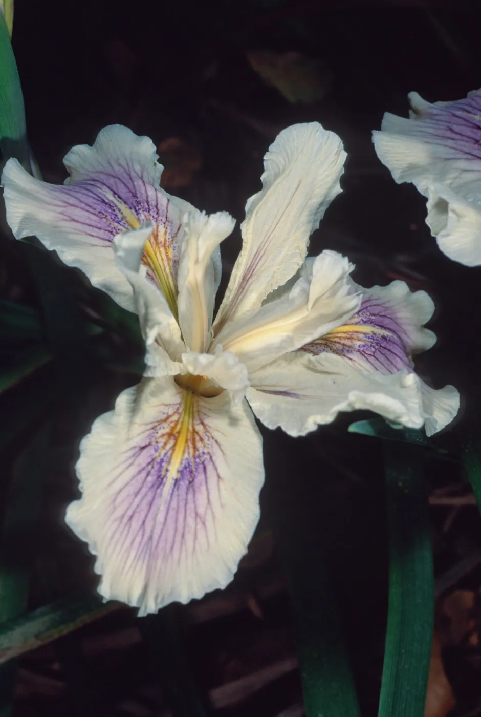 Iris, Arroyo Section, Santa Barbara Botanic Garden