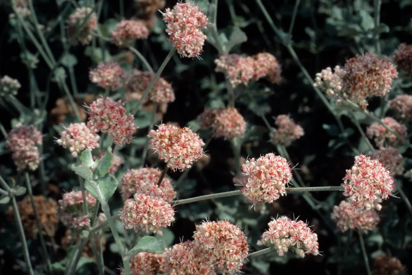 Eriogonum cinereum (coastal wild buckwheat), Santa Barbara Botanic Garden