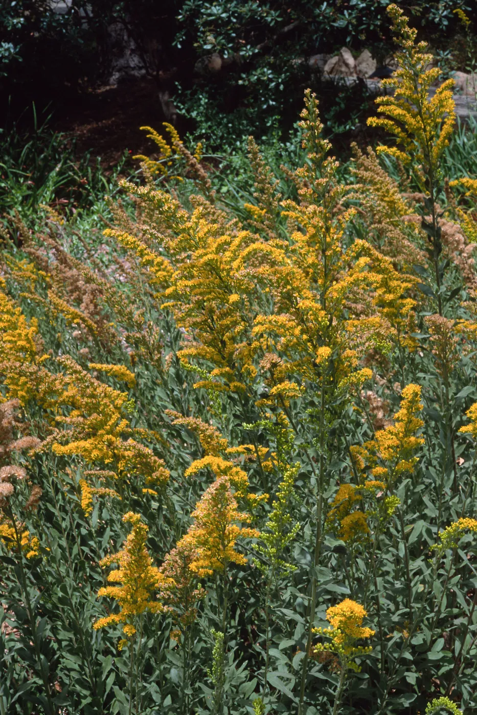 Solidago, Santa Barbara Botanic Garden