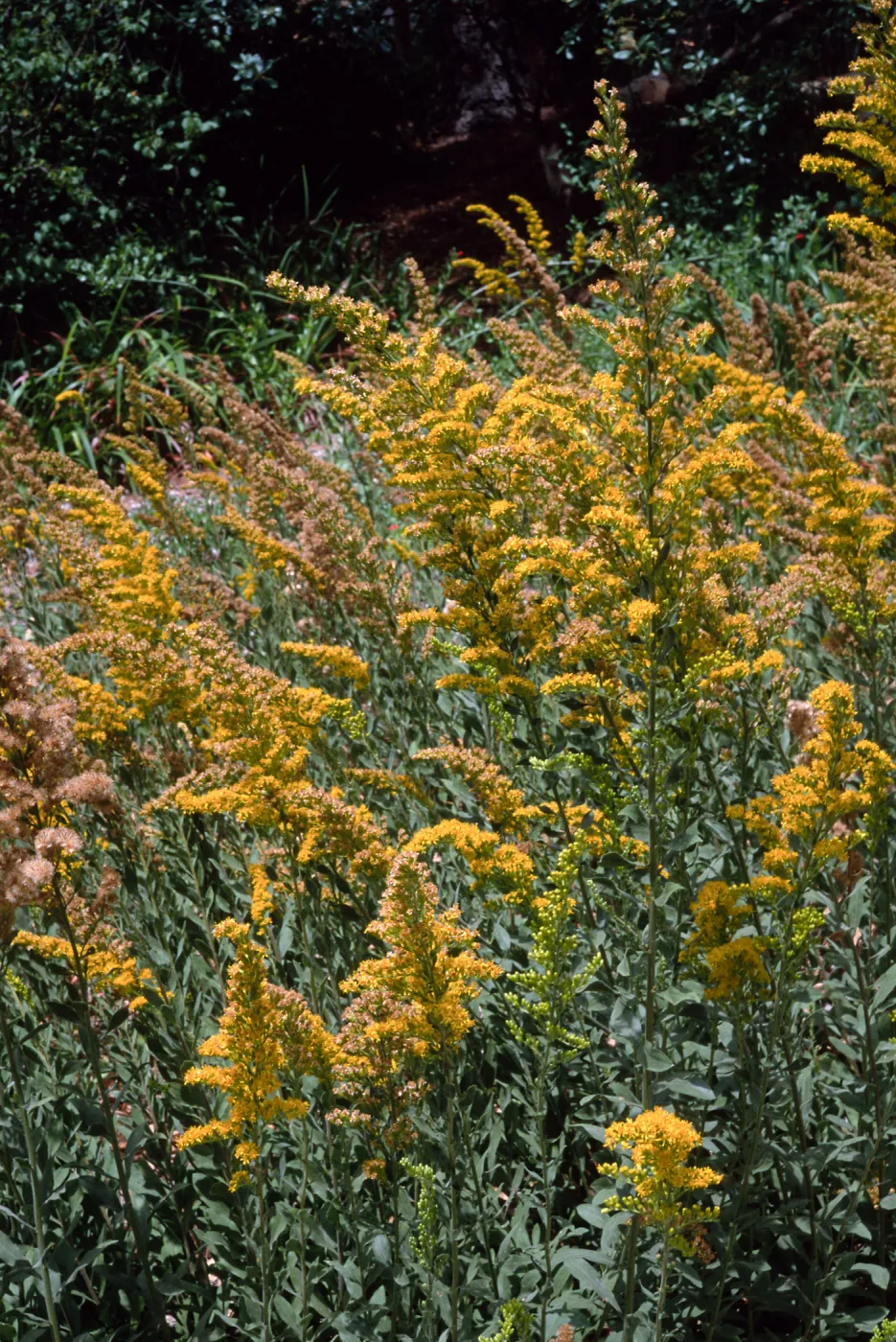 Solidago, Santa Barbara Botanic Garden
