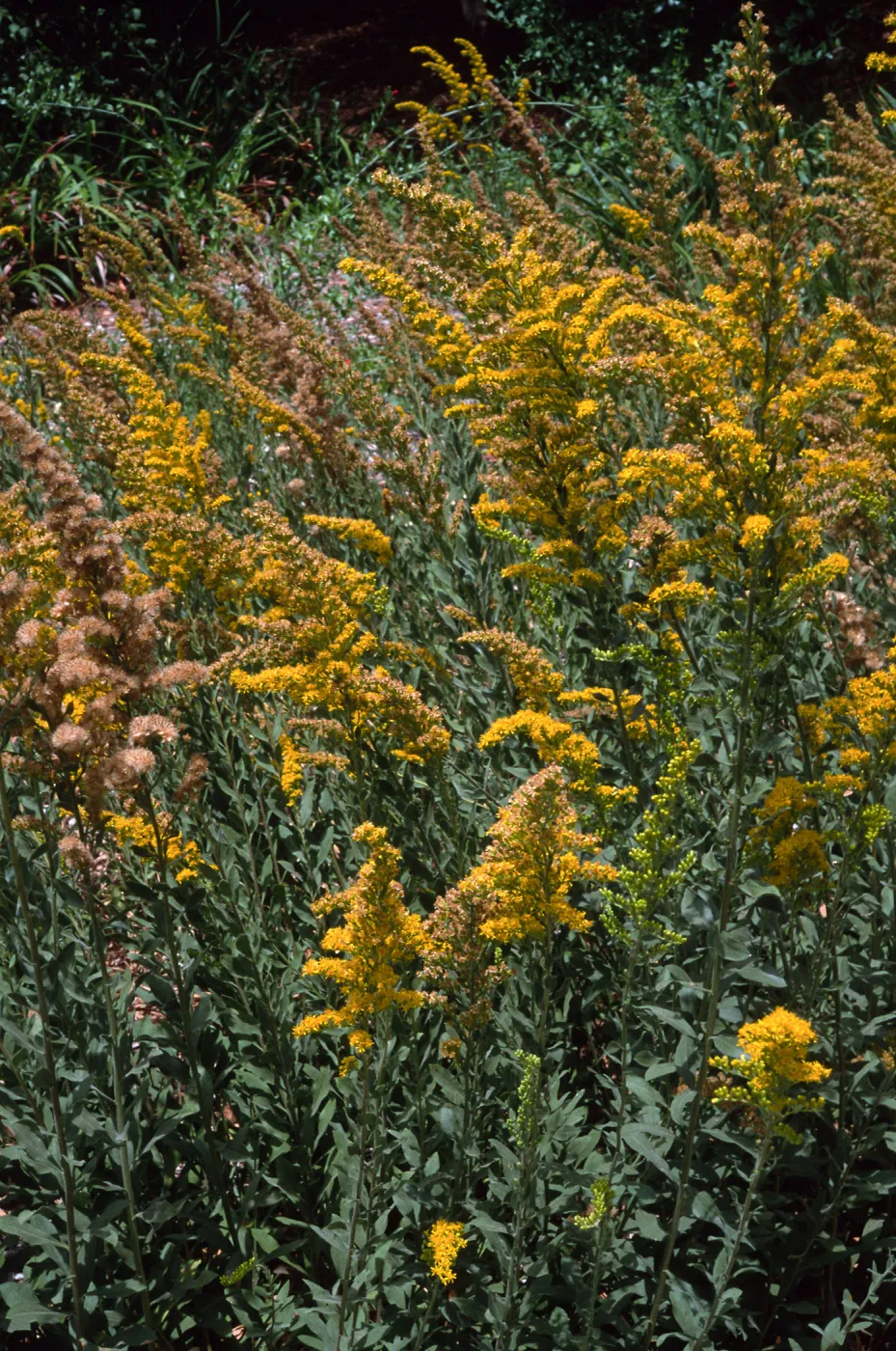 Solidago, Santa Barbara Botanic Garden