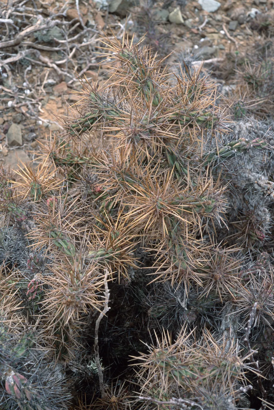 Opuntia cedrosensis, West San Benito Island
