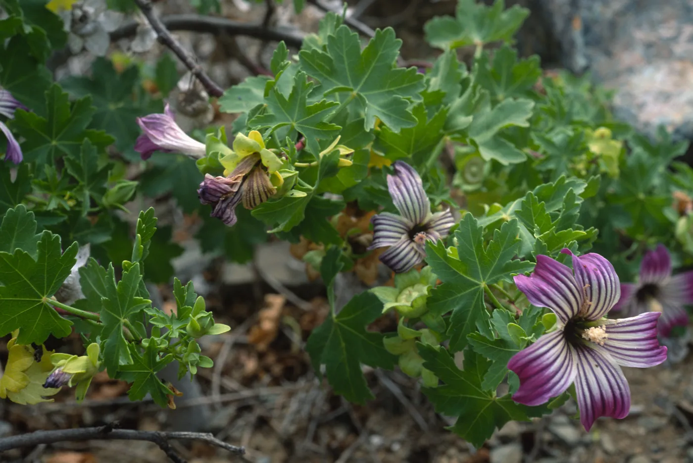 Lavatera venosa, North side, West San Benito Island